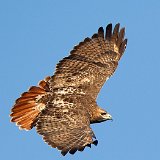 12SB1596 Red-tailed Hawk